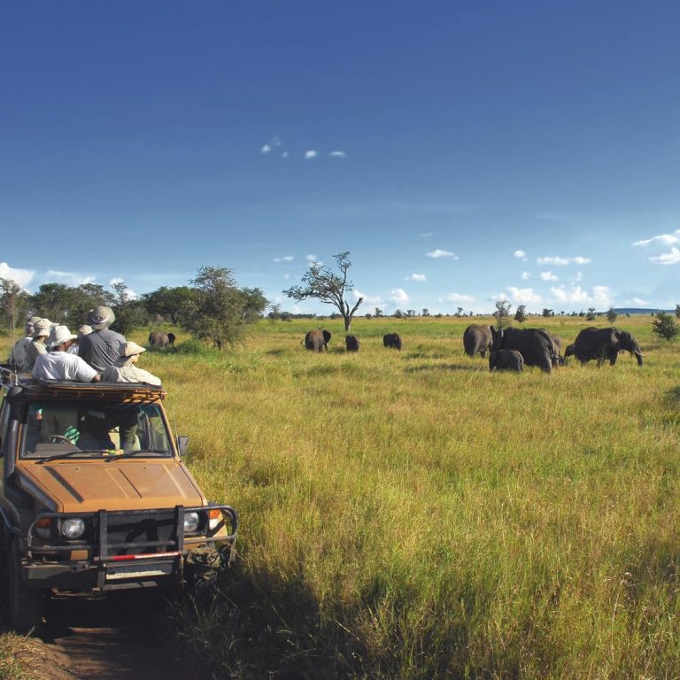Private jet tour Safari vehicle with people observing elephants in a grassy landscape under a blue sky.